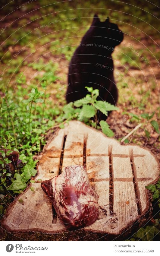 Heart Attack Holz Katze Baumstumpf schwarz grün Katzenkopf Katzenohr Fleisch Fleischfresser Farbfoto mehrfarbig Außenaufnahme Blick nach hinten verweigern