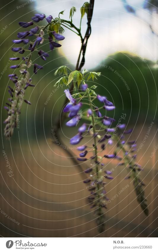 Frühlingskerzen Natur Pflanze ästhetisch frisch blau Wachstum Zaun Ranke Farbfoto Außenaufnahme Tag Schwache Tiefenschärfe violett Zweig Sträucher Blüte schön