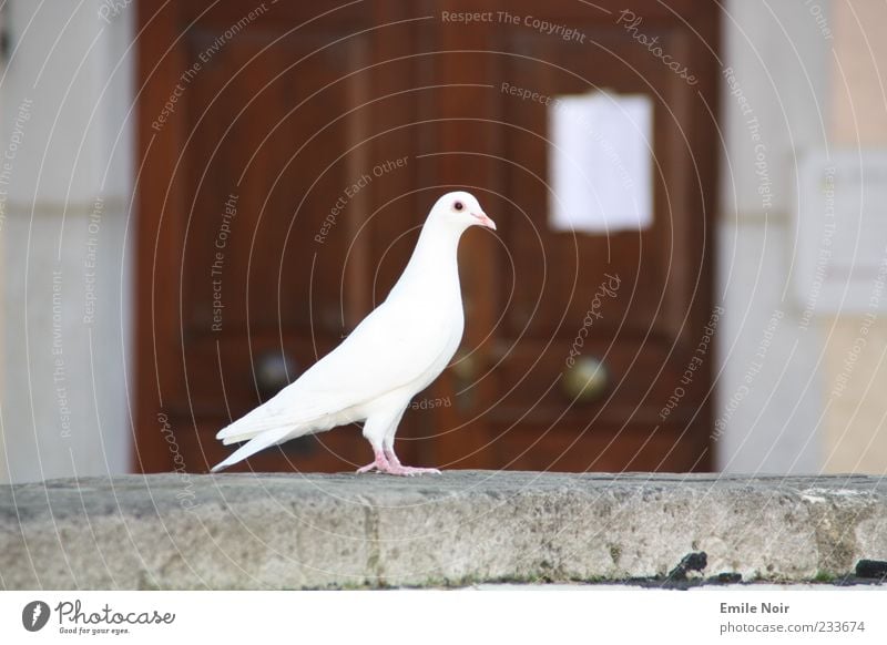 Friedenstaube elegant Tier Taube 1 Zeichen weiß Farbfoto Außenaufnahme Menschenleer Textfreiraum links Textfreiraum rechts Textfreiraum unten Tag Tierporträt