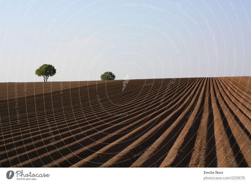 Welt der klaren Farben Landschaft Erde Himmel Wolkenloser Himmel Dürre Baum Feld Linie Farbfoto Außenaufnahme Menschenleer Textfreiraum oben Abend Furche