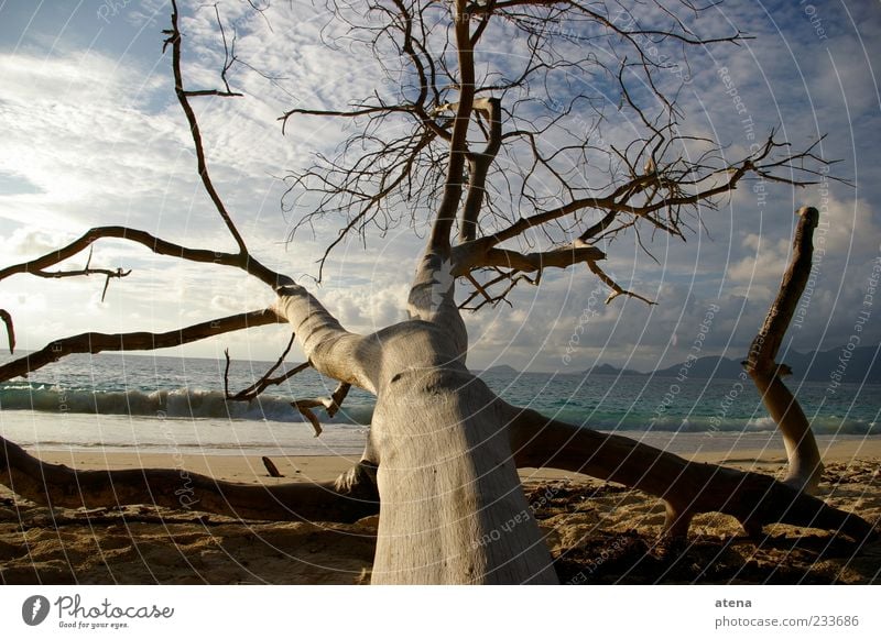 Baum Ferien & Urlaub & Reisen Sommer Strand Meer Wellen Natur Landschaft Sand Himmel Wolken Küste Seychellen Wasser Erholung blau Farbfoto Außenaufnahme Tag