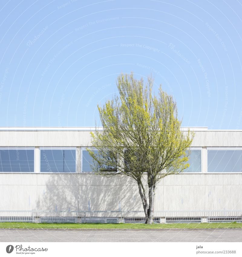 zartes grün Wolkenloser Himmel Frühling Pflanze Baum Wiese Haus Bauwerk Gebäude Architektur Mauer Wand Fassade Fenster blau grau Farbfoto Außenaufnahme