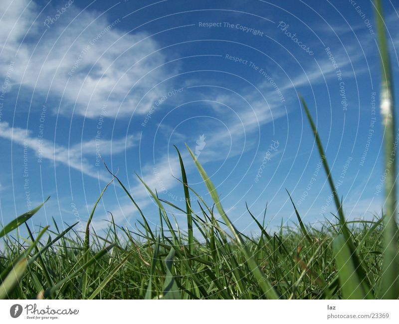 Gras grün Wolken Wiese saftig Himmel blau