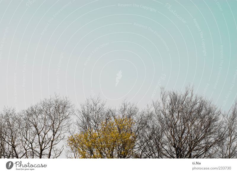 ich hab die Blätter schön Umwelt Natur Baum Blatt Wachstum blau braun grün Frühlingsgefühle Farbfoto Außenaufnahme Menschenleer Textfreiraum oben Tag Baumkrone