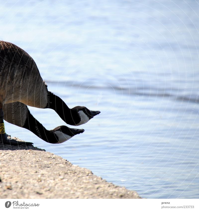 gänse am see Umwelt Natur Landschaft Tier Luft Wasser Seeufer Vogel 2 Beton hocken warten lustig blau braun Gans Hals Schnabel geschwungen Ferne Blick Uferdamm