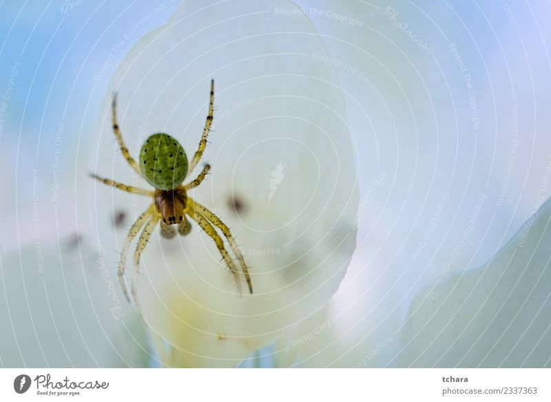 Kleine grüne Spinne Garten Internet Natur Tier Baum Blume stehen dunkel klein natürlich wild weiß Angst Farbe Hintergrund durchkreuzen Spinnentier araneus