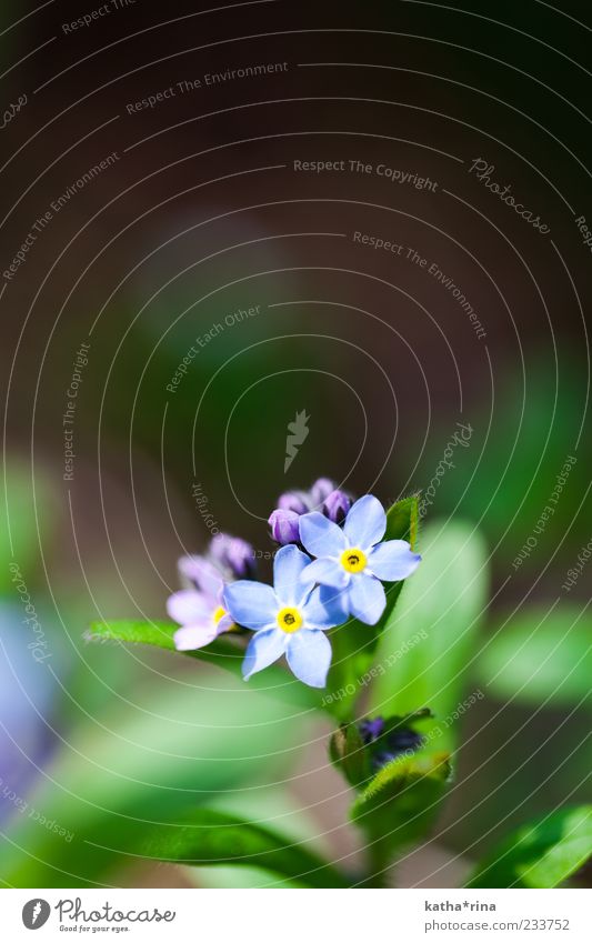 Vergissmeinnicht Natur Pflanze Frühling Blume Blatt Blüte Wildpflanze ästhetisch schön blau gelb grün violett Reinheit Duft elegant rein Vergißmeinnicht zart