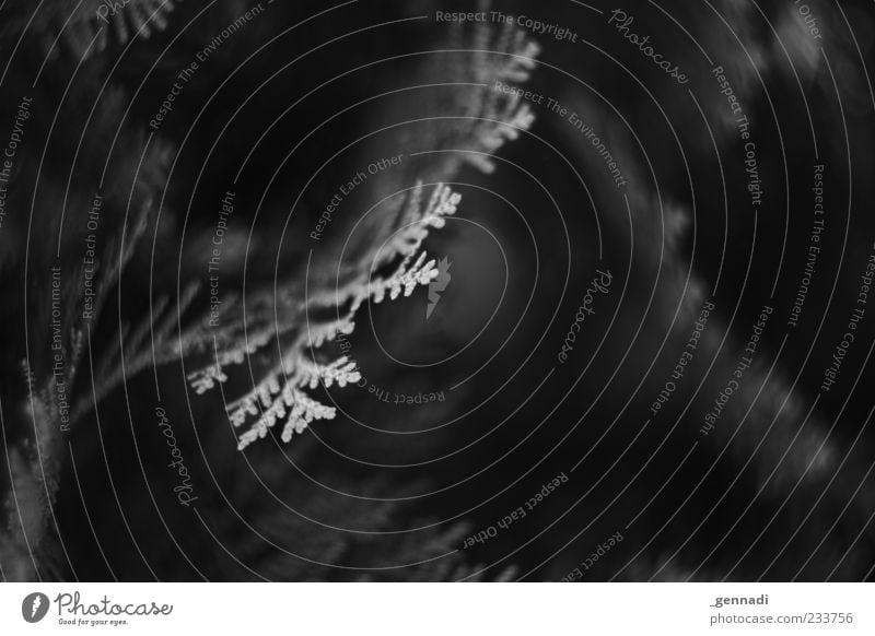 Baum Johann Umwelt Pflanze nachhaltig natürlich schön schwarz dunkel Nadelbaum Außenaufnahme Detailaufnahme Menschenleer Schatten Low Key Schwache Tiefenschärfe