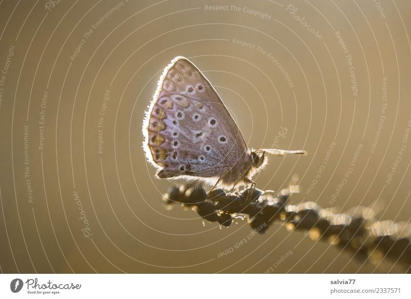 Bläuling im Abendlicht Natur Sonnenaufgang Sonnenuntergang Sommer Tier Schmetterling Flügel Bläulinge Insekt braun Leichtigkeit Pause ruhig Stimmung Abendsonne