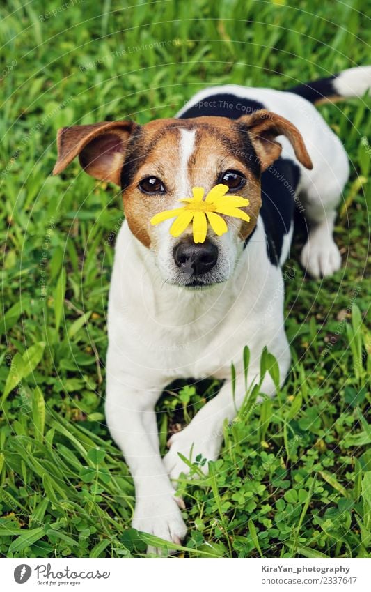 Süßer Hund im grünen Gras mit gelber Blume auf Maulkorb Lifestyle Glück schön Gesundheitswesen Allergie Leben Sommer Garten Natur Tier Blüte Park Haustier