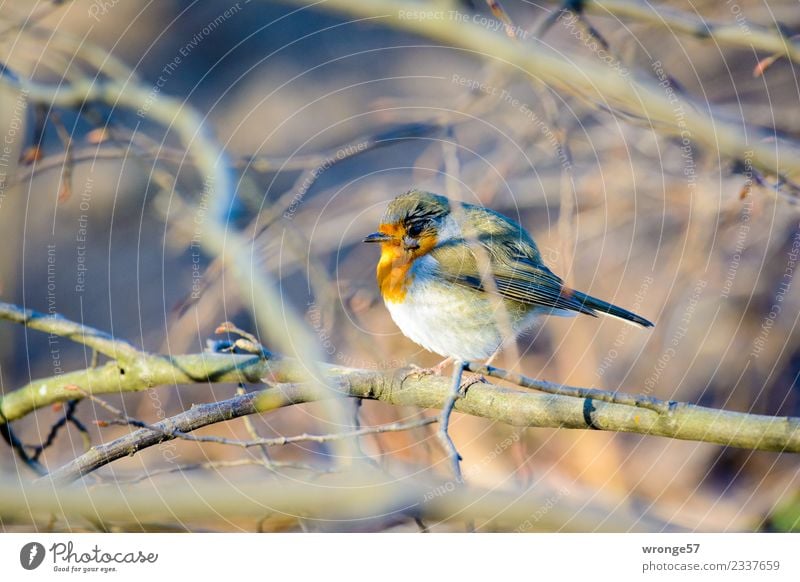 Rotkehlchen sitzt in einem blattlosen Strauch Winter Garten Park Wald Tier Wildtier Vogel 1 braun grau rot Singvögel Sträucher laublos Geäst Farbfoto mehrfarbig