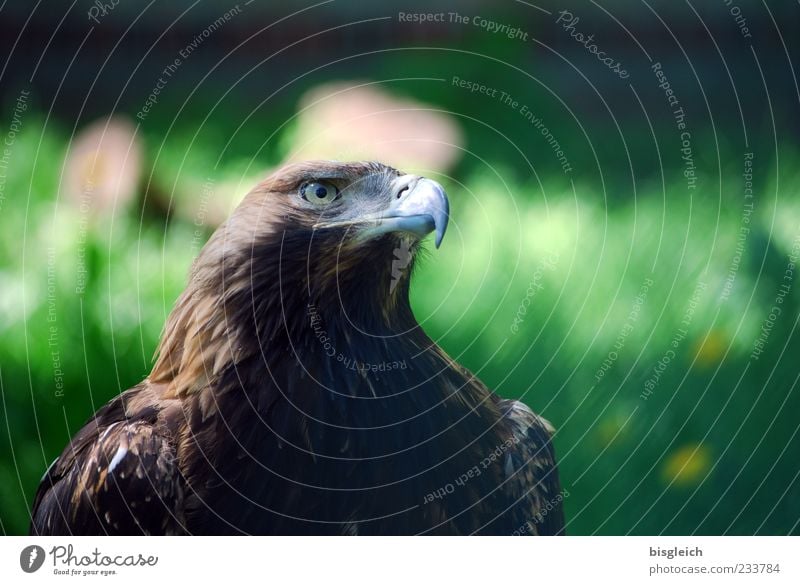 Adlerauge Vogel Tiergesicht Zoo Adleraugen Schnabel Feder 1 braun grün Wachsamkeit Macht Kraft Farbfoto Außenaufnahme Textfreiraum rechts Textfreiraum oben