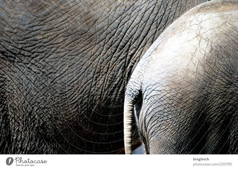 Dickhäuter Elefant Elefantenhaut 2 Tier stehen rund grau Elefantenschwanz Schwanz Hautfalten Falte Tierhaut Farbfoto Gedeckte Farben Außenaufnahme Menschenleer