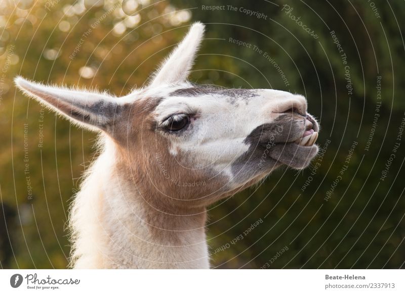 Zähne zu zeigen fällt dem Lama nicht schwer Tier Wildtier atmen beobachten Denken Erholung authentisch außergewöhnlich exotisch schön selbstbewußt Kraft