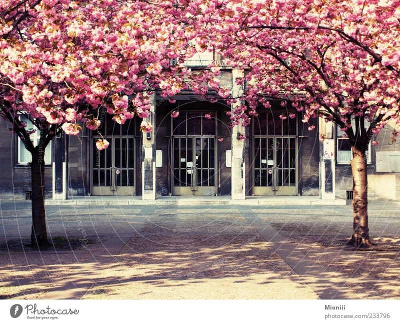 Frühlingsberlin Schönes Wetter Baum Blüte Farbfoto mehrfarbig Außenaufnahme Tag Sonnenlicht Menschenleer Blühend rosa Eingang geschlossen Schatten