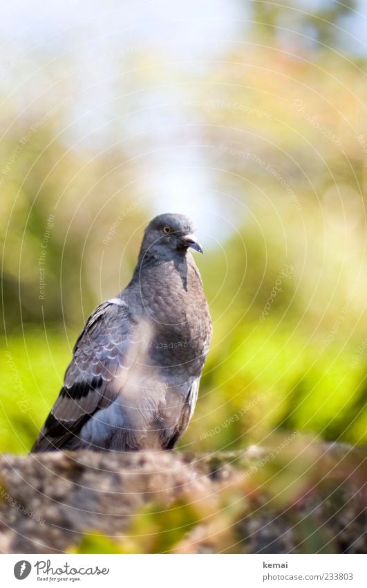 Stadtpirat Umwelt Natur Tier Sonnenlicht Pflanze Wildtier Taube Tiergesicht Kopf 1 Mauer Blick sitzen grau grün ruhig Farbfoto Außenaufnahme Nahaufnahme Tag