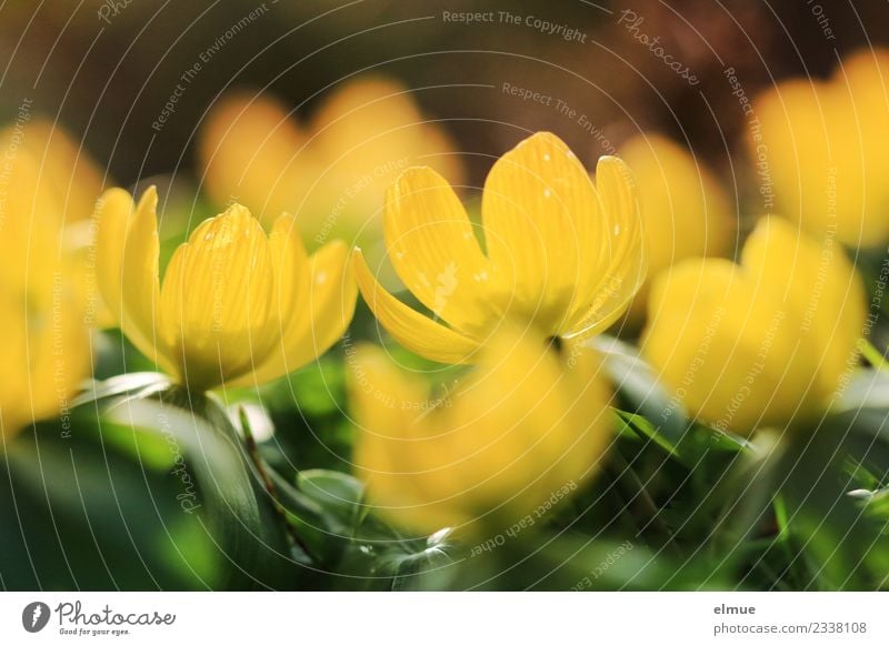 Winterlinge Natur Pflanze Sonne Frühling Schönes Wetter Blume Blüte Blühend leuchten klein schön gelb grün Glück Lebensfreude Frühlingsgefühle Vorfreude