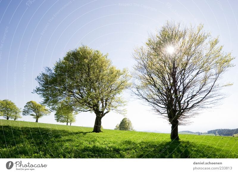 jetzt mal ohne Schnee !! Ferien & Urlaub & Reisen Tourismus Ausflug Sommer Umwelt Natur Landschaft Wolkenloser Himmel Frühling Klima Wetter Schönes Wetter Baum