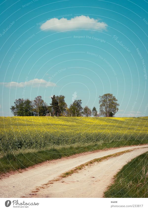 Feldweg Umwelt Natur Landschaft Erde Himmel Wolken Sommer Schönes Wetter Baum Gras Wiese Wege & Pfade Fußweg Kurve authentisch schön blau grün Idylle Ziel Raps