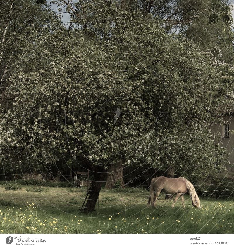 Kleine Farm Umwelt Natur Landschaft Pflanze Tier Frühling Klima Schönes Wetter Baum Blatt Blüte Garten Wiese Pferd 1 Fressen Vertrauen Gelassenheit geduldig