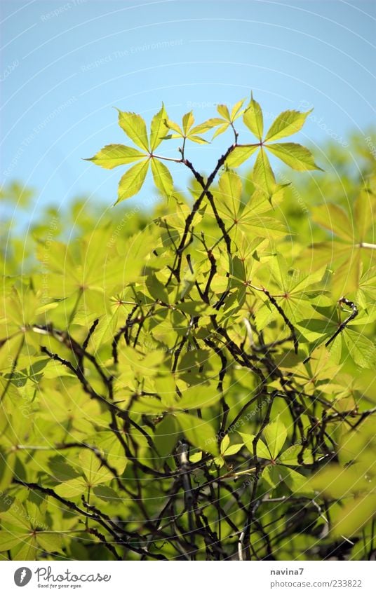 verliebter Wein Natur Schönes Wetter Pflanze blau grün Farbfoto Außenaufnahme Nahaufnahme Detailaufnahme Menschenleer Textfreiraum oben Tag Silhouette