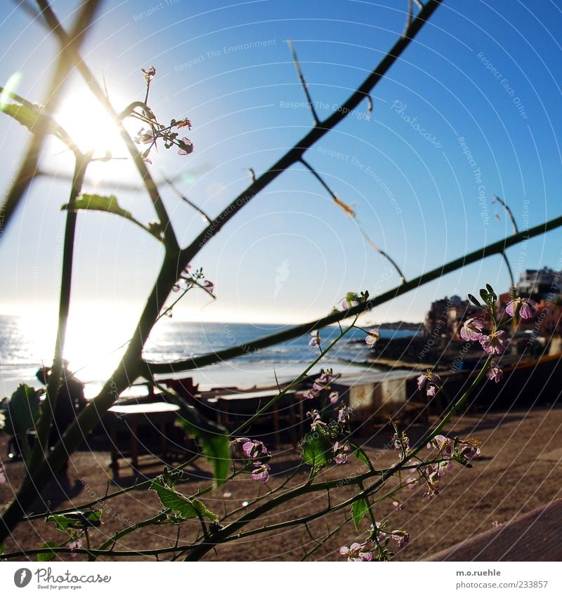 überschneidungen Ferien & Urlaub & Reisen Ferne Freiheit Sommerurlaub Sonne Meer Pflanze Schönes Wetter Blüte Grünpflanze Strand Romantik schön Sehnsucht