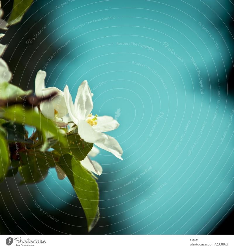 BlueMotion Duft Umwelt Natur Pflanze Urelemente Luft Frühling Schönes Wetter Blatt Blüte Blühend Wachstum frisch schön natürlich blau weiß Stimmung