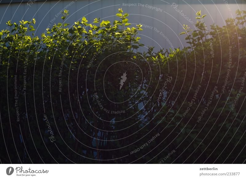 Hecke Umwelt Natur Frühling Sommer Klima Wetter Schönes Wetter Pflanze Sträucher Garten Kleingartenkolonie Schrebergarten Nachbar dunkel Versteck Farbfoto