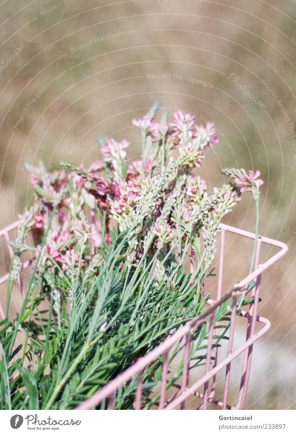 Blumenpflücken Natur Pflanze Frühling Schönes Wetter Blüte rosa Blumenstrauß Korb Schmetterlingsblütler Farbfoto Gedeckte Farben Außenaufnahme Textfreiraum oben