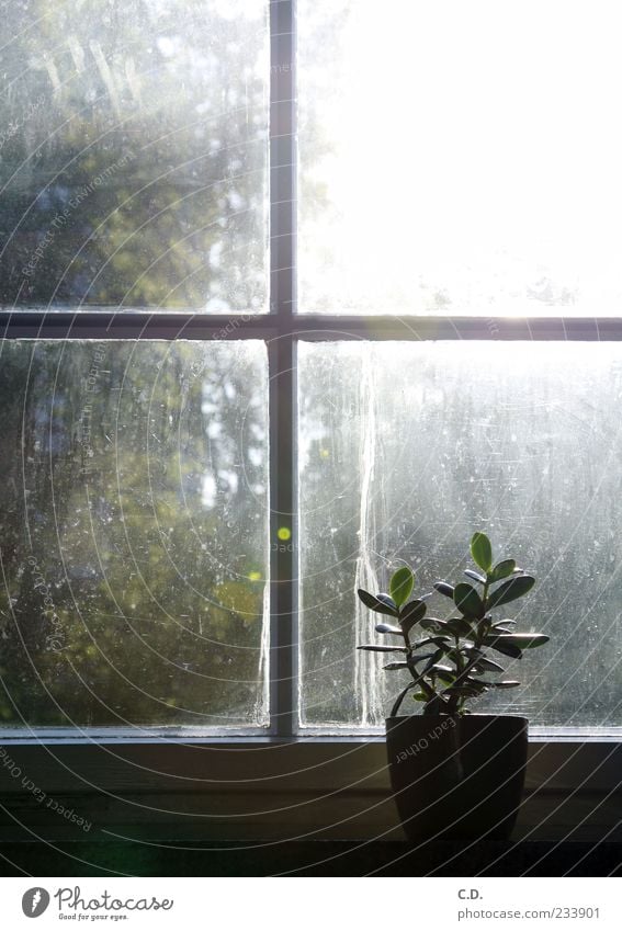 schmutziges Fenster Pflanze Blatt ruhig Blumentopf Pfennigbaum dreckig Sonnenstrahlen Fensterkreuz Farbfoto Innenaufnahme Tag Licht Sonnenlicht Fensterbrett