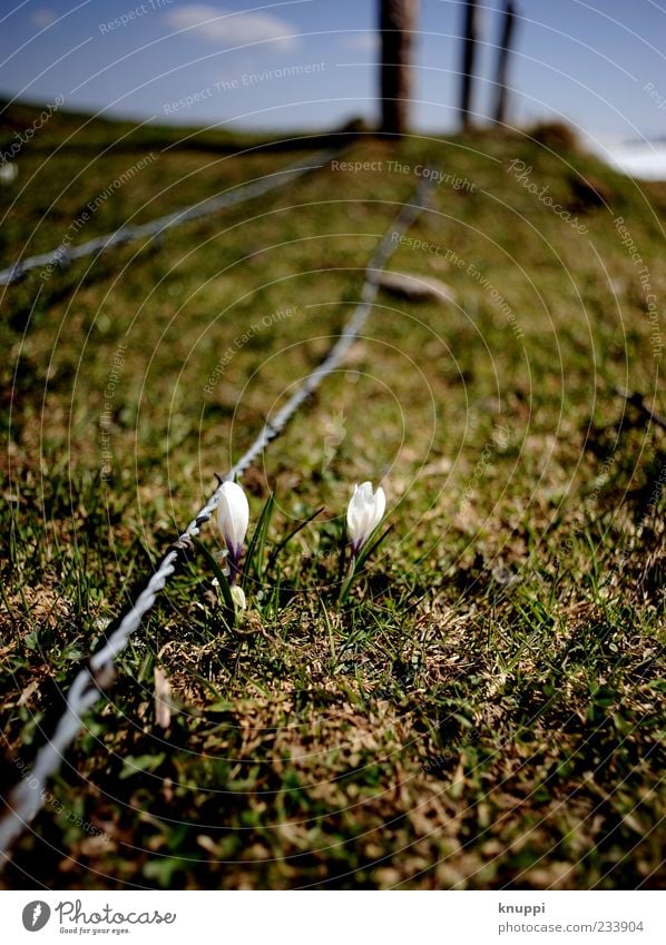 Grenzgänger Umwelt Natur Pflanze Sonnenlicht Frühling Schönes Wetter Blume Blüte Wildpflanze Krokusse Wiese Berge u. Gebirge Stacheldraht Stacheldrahtzaun