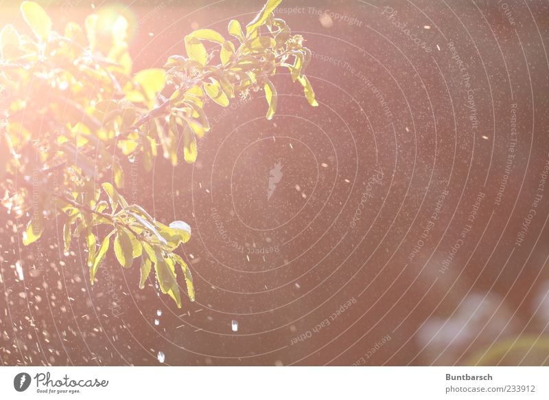 Schatz könntest Du nachher den Wassersprenger anstellen? Pflanze Urelemente Wassertropfen Sonnenlicht Frühling Baum Blatt Nutzpflanze Mirabelle Pflaumenbaum