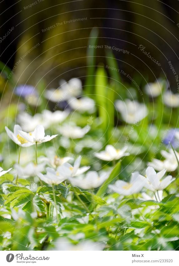 BuWiRös Natur Frühling Pflanze Blume Blatt Blüte Wiese Blühend Duft Wachstum weiß Buschwindröschen Frühlingsblume Farbfoto mehrfarbig Außenaufnahme Nahaufnahme