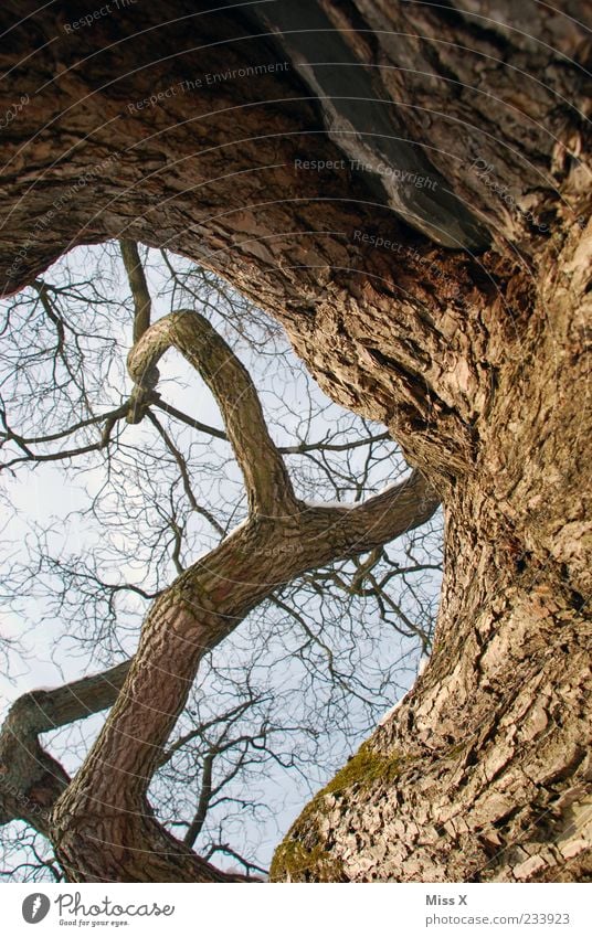 Verschlungen Umwelt Natur Himmel Pflanze Baum Wachstum gigantisch groß hoch Windung Ast Zweig Zweige u. Äste Eiche alt Farbfoto Außenaufnahme