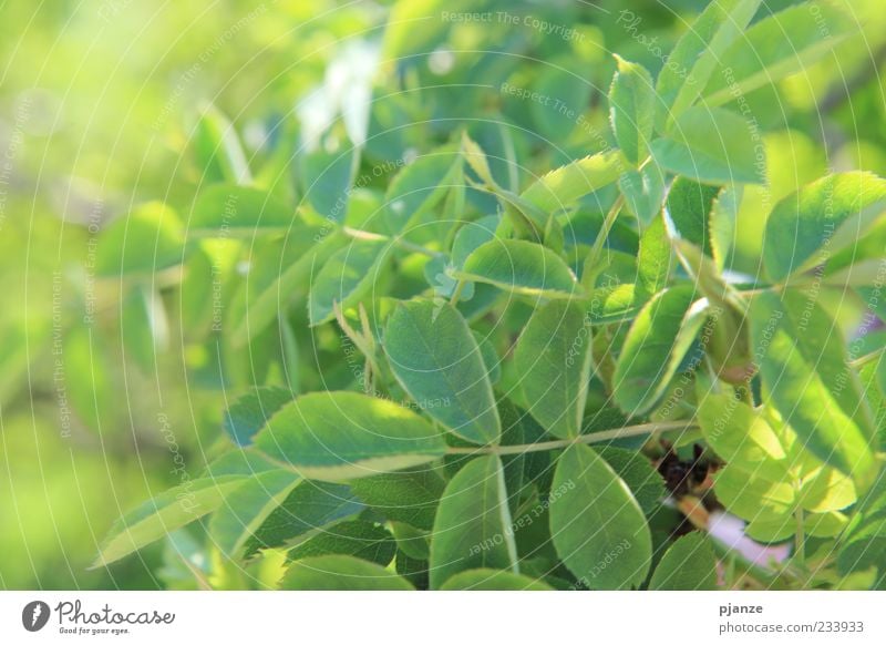 Blättermeer Natur Frühling Sommer Schönes Wetter Pflanze Blatt Wildpflanze natürlich gelb grün Farbfoto Außenaufnahme Nahaufnahme Detailaufnahme Menschenleer