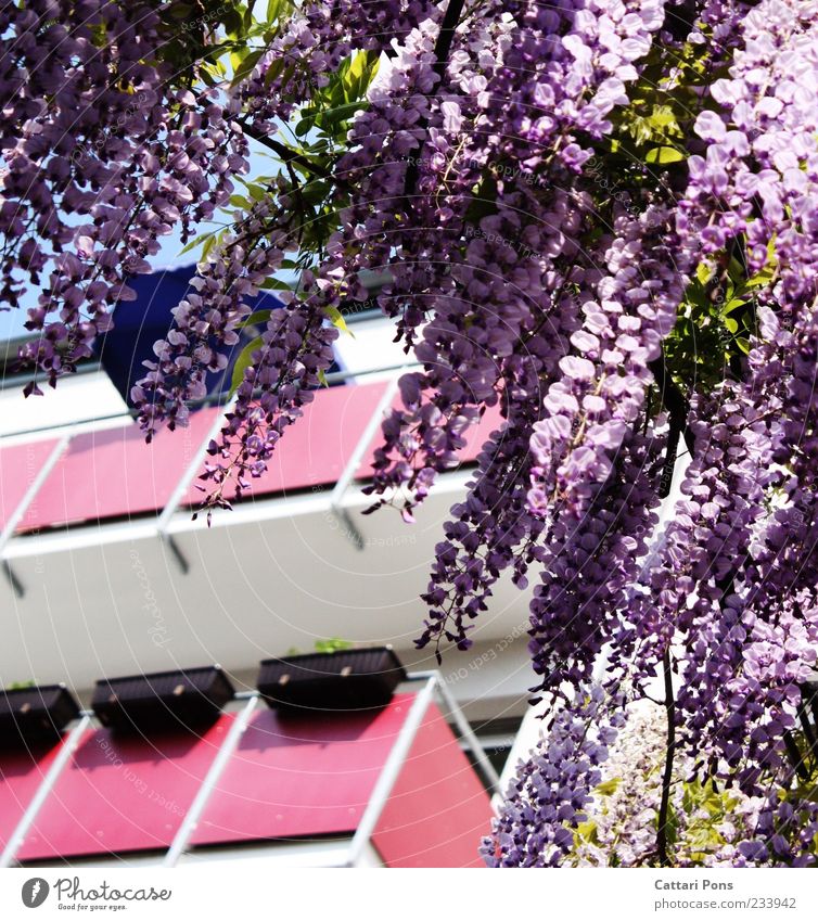 Girls Only! Blume Blatt Blüte Haus Balkon rosa violett Blumenkasten Farbfoto Außenaufnahme Menschenleer Tag herunterhängend Froschperspektive