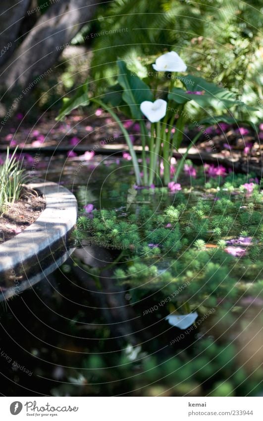 Im Brunnen Umwelt Natur Landschaft Pflanze Wasser Sonne Sonnenlicht Sommer Schönes Wetter Blume Blatt Blüte Grünpflanze Wildpflanze exotisch Garten Park Blühend