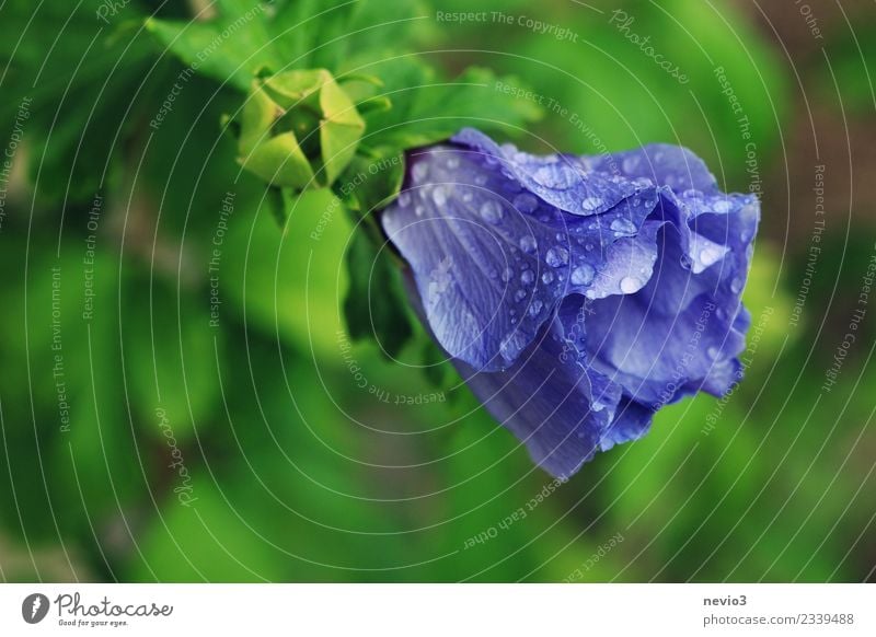 Blaue Blüte bedeckt mit Wassertropfen Umwelt Natur Pflanze Frühling Sommer Klima Wetter schlechtes Wetter Blume Sträucher Blatt Grünpflanze Garten Park