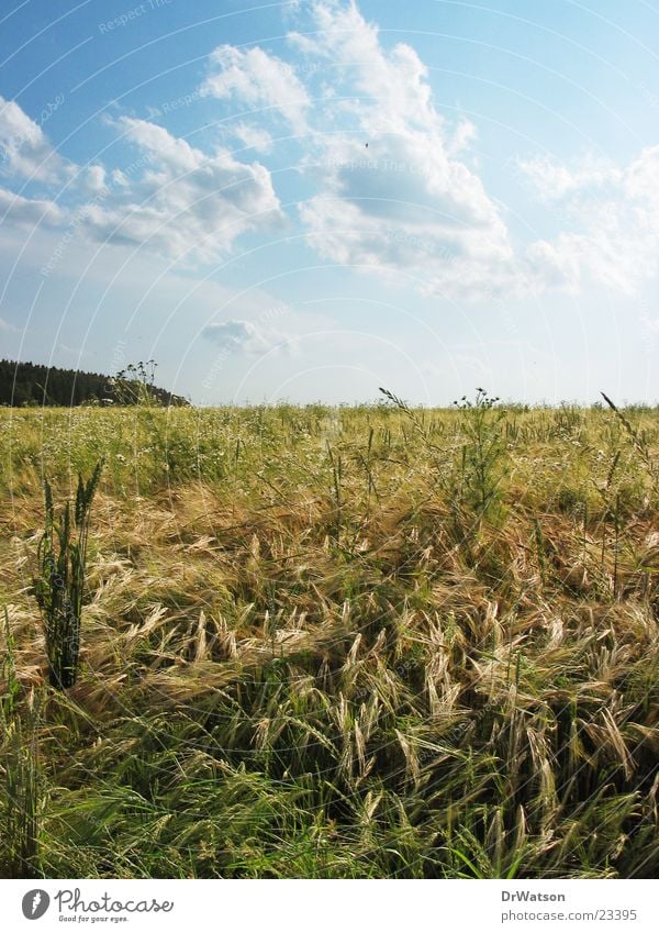 Sommerfeld Feld Weizen Hafer Roggen Landwirtschaft ländlich Idylle Sommerhimmel