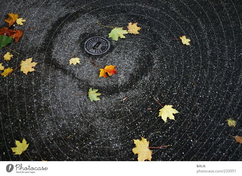 im engsten Kreise Herbst Klima Wetter schlechtes Wetter Regen Blatt Platz trist gelb gold schwarz Herbstlaub herbstlich Herbstfärbung Herbstbeginn Herbstwetter