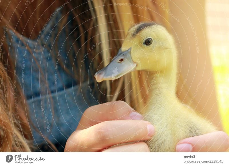 Entenküken in den Händen eines Mädchens Frühling Sommer Tier Haustier Nutztier Wildtier Vogel Tiergesicht Zoo Streichelzoo 1 Tierjunges authentisch Glück