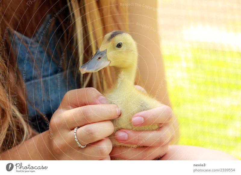 Junge Ente in den Händen eines Mädchens feminin Junge Frau Jugendliche Erwachsene 1 Mensch Tier Haustier Nutztier Wildtier Vogel Tiergesicht Zoo Streichelzoo