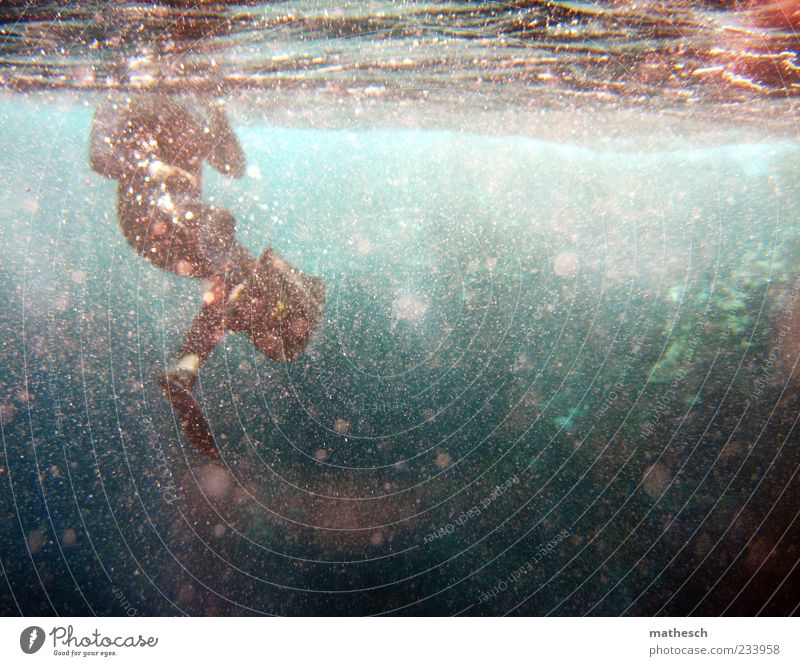 diving Ferien & Urlaub & Reisen Sommer Sommerurlaub Meer Schwimmen & Baden tauchen Mensch maskulin 1 Wasser Riff Rotes Meer nass blau rot weiß Schnorcheln