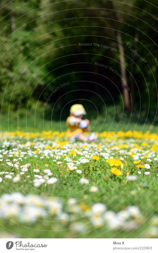 Blumenwiese Spielen Mensch Kind Kleinkind Kindheit 1 1-3 Jahre Umwelt Natur Schönes Wetter Baum Gras Blüte Park Wiese sitzen klein Gänseblümchen pflücken