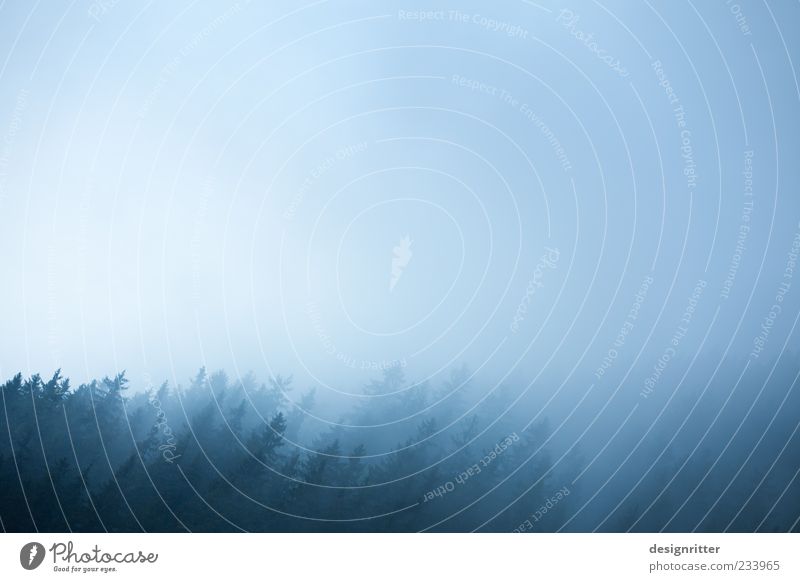 schief im Wald Himmel Wetter Nebel Pflanze Baum Nadelwald Umwelt Neigung Tanne Fichte Sauerland unklar schemenhaft Silhouette Farbfoto Außenaufnahme