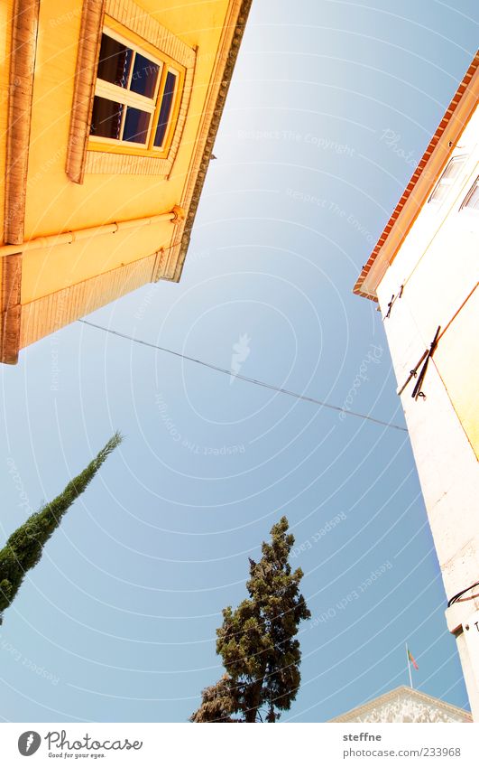 Süden Pflanze Wolkenloser Himmel Sommer Schönes Wetter Baum Lissabon Portugal Haus Mauer Wand Fenster mediterran Farbfoto mehrfarbig Außenaufnahme