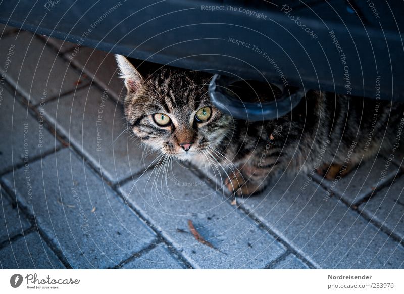 300 | ...ich wars nicht Verkehrsmittel PKW Tier Haustier Katze 1 beobachten Neugier Wachsamkeit Angst Farbfoto Außenaufnahme Menschenleer Textfreiraum unten