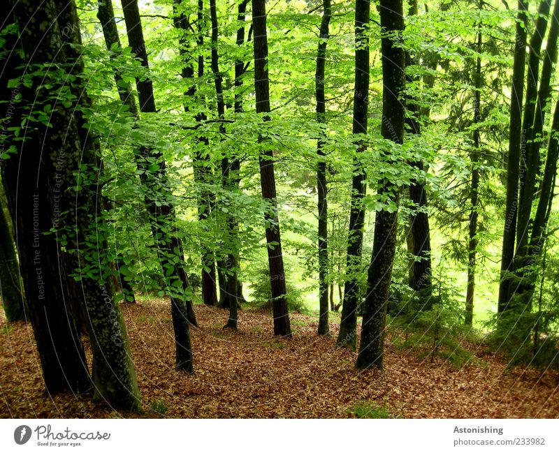 IIIIIIIIII Umwelt Natur Landschaft Pflanze Frühling Sommer Wetter Schönes Wetter Baum Blatt Wildpflanze Wald natürlich braun grün schwarz ruhig Baumstamm