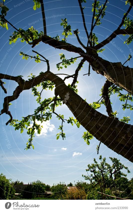 Apfelbaum Umwelt Natur Pflanze Himmel Sonne Baum Garten Gefühle Obstbaum Frühling Farbfoto mehrfarbig Außenaufnahme Detailaufnahme Menschenleer Tag Licht