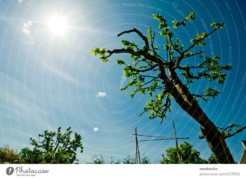 Apfelbaum again Umwelt Natur Pflanze Himmel Wolken Sonne Klima Klimawandel Wetter Schönes Wetter Baum Garten Leben Kleingartenkolonie Schrebergarten Obstbaum